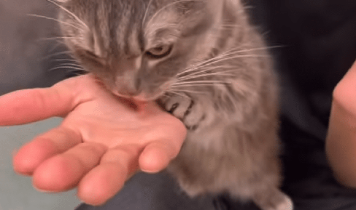【驚愕】飼い猫におやつをあげたら食いつきっぷりがハンパないwww
