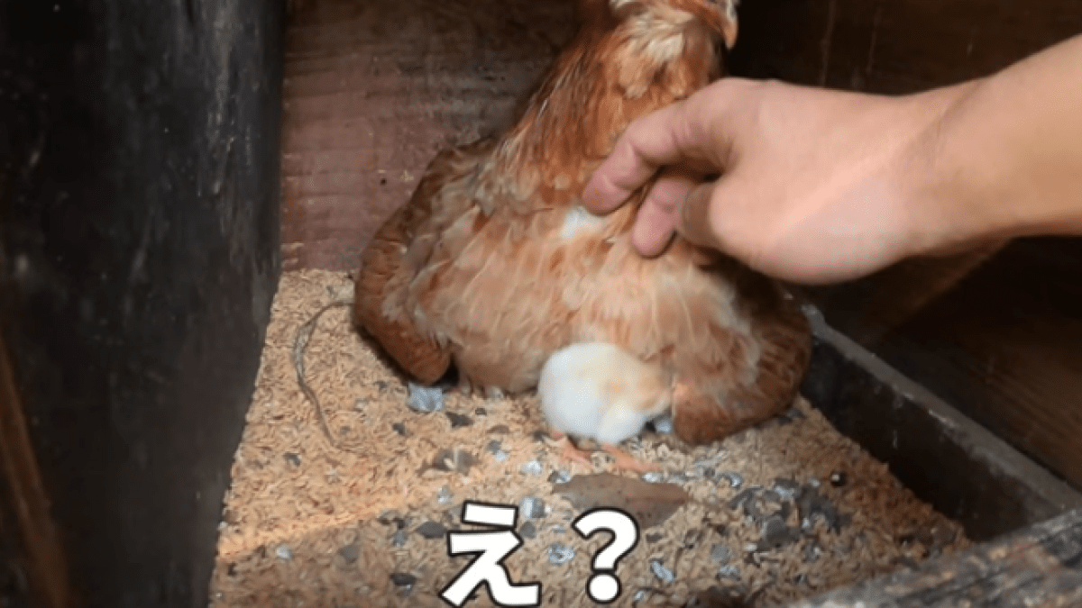 【感動】卵を温め続けた母鶏、心配していた飼い主さんも衝撃な結末に!?