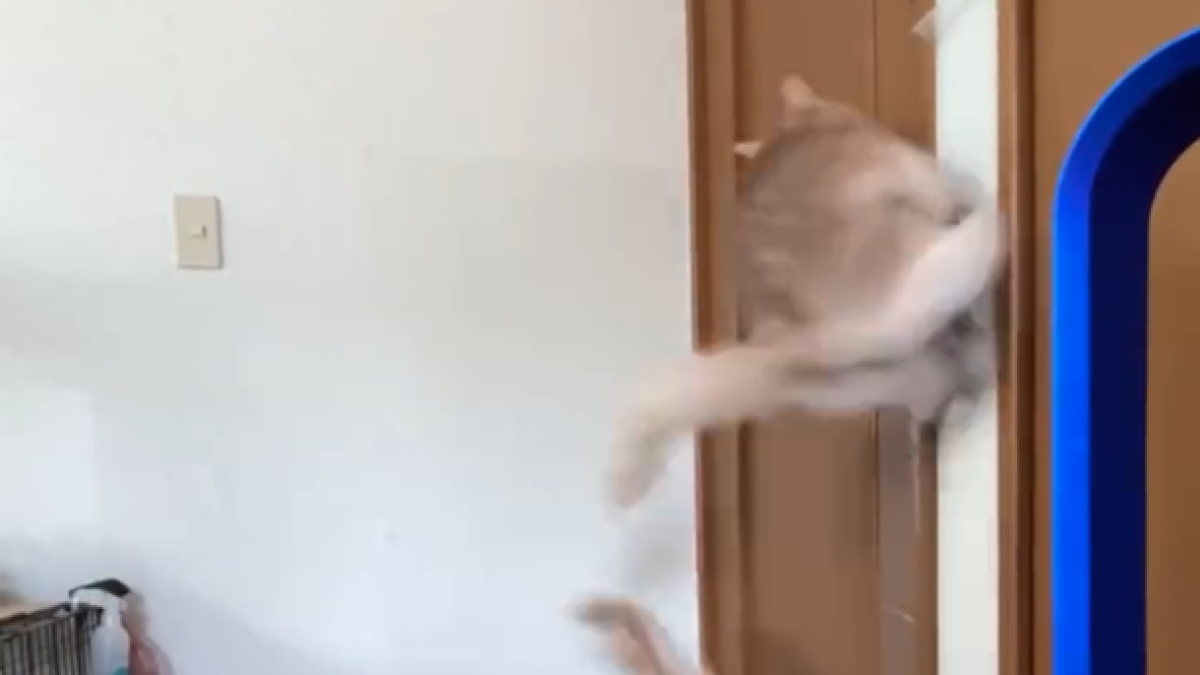 【衝撃】〇〇前の兄弟猫たちのテンションが激しすぎるwww