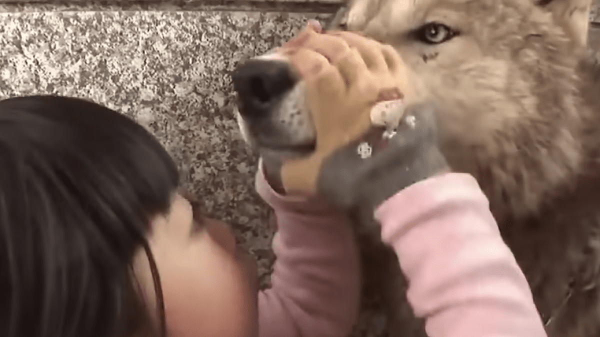 衝撃】オオカミと一緒に暮らす少女が話題に！「感動」の声尽きず | AppBank