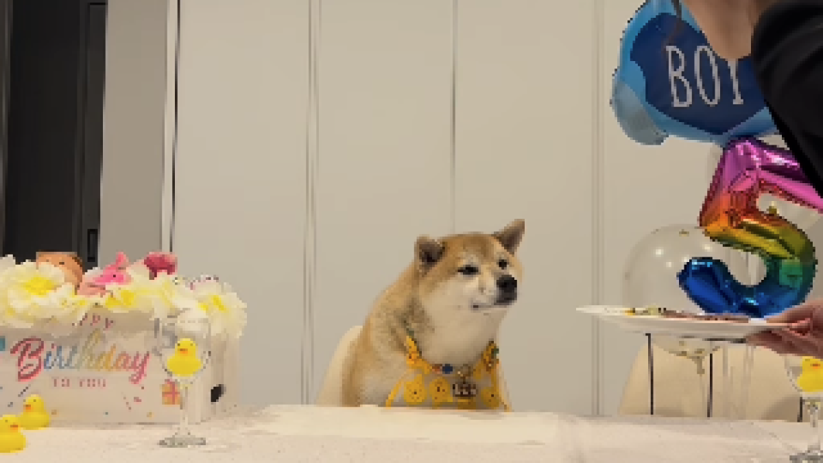 【ハプニング】犬達の『お誕生日会』が面白すぎてSNSで話題www