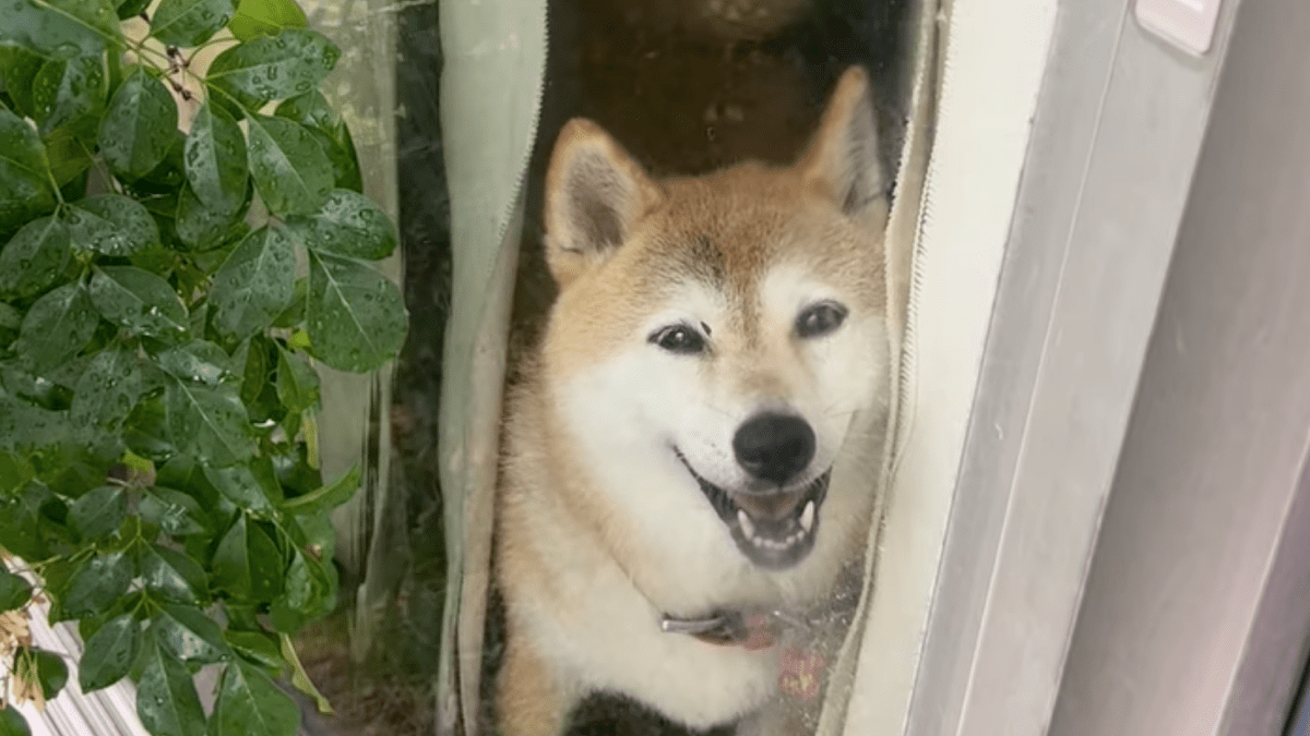 【哀愁】「行かないで飼い主さん…」柴犬の悲しすぎるお見送りとは⁉︎