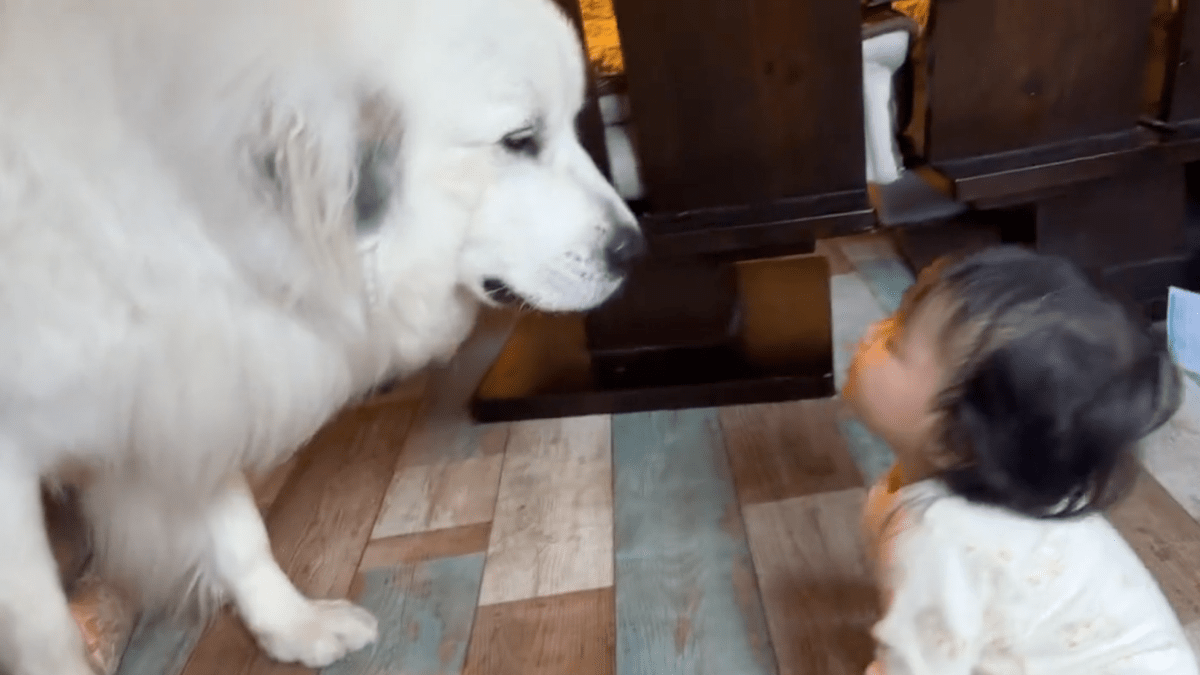 【二度見不可避】「ちょっと大きすぎない⁉️」　ふわふわ系子犬ワンコのサイズ感に衝撃‼︎