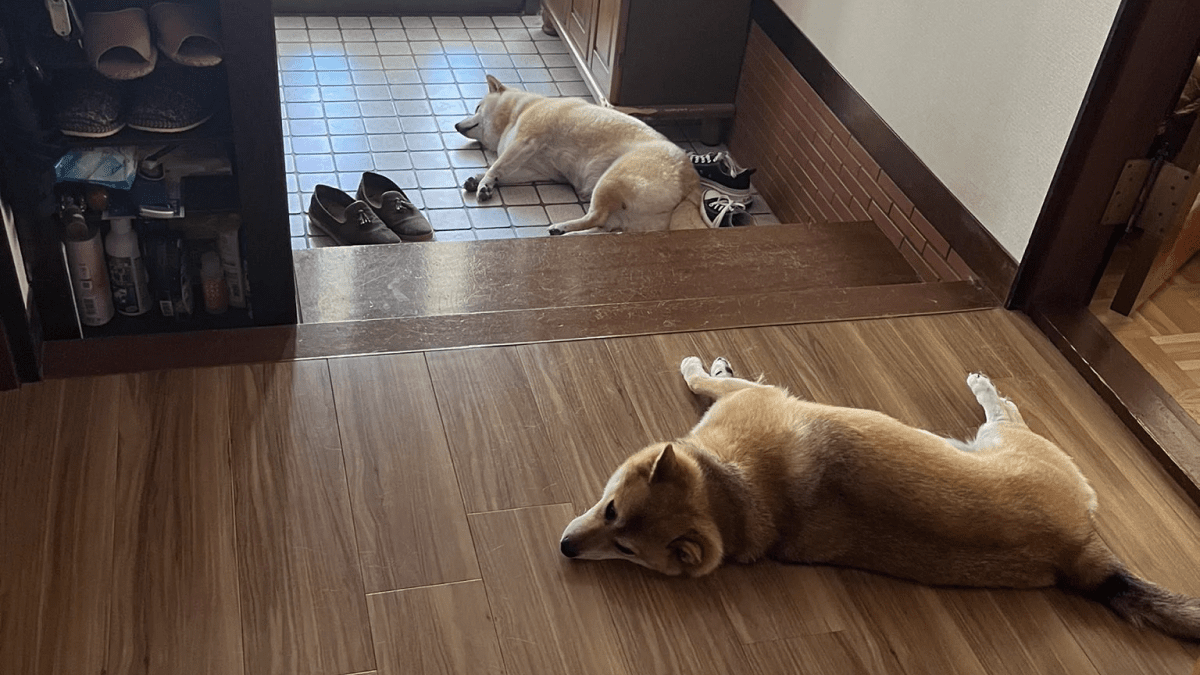 【日常】柴犬親子が実践‼︎　夏を乗り切るライフハックとは…⁉︎