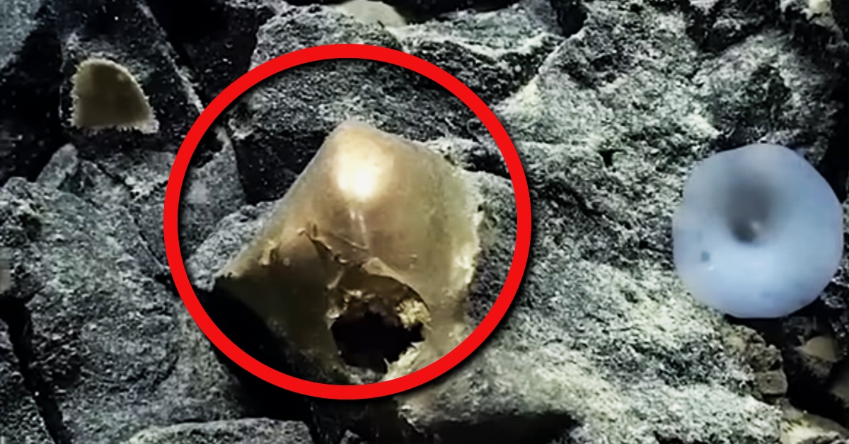 深海3.3kmで発見された「金色の卵」が科学者を混乱させている
