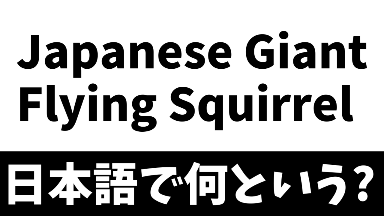 【英語クイズ】Japanese Giant Flying Squirrelって何？日本語で何と言う？