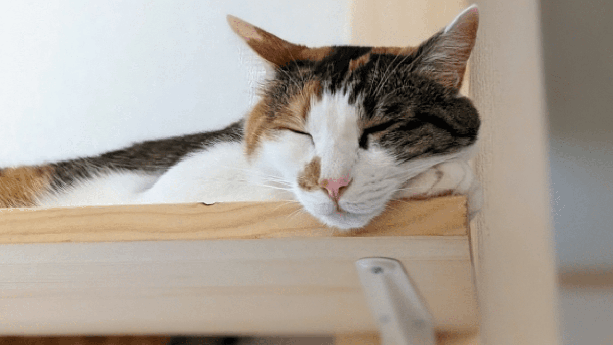 【衝撃】「え？こんなキャットタワーもあるの?!」穴あけ不要で賃貸のお部屋にも◎