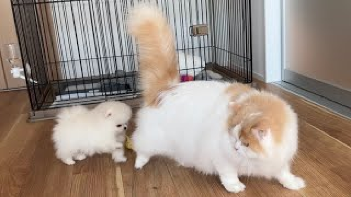 【驚愕】猫に育てられて完全に猫化した犬の行動が凄すぎるwww
