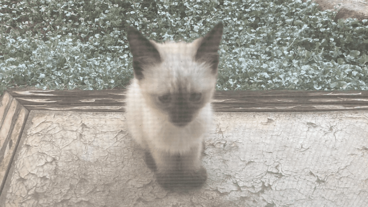 【天使】台風直前……庭に現れたのは一匹の子猫でした