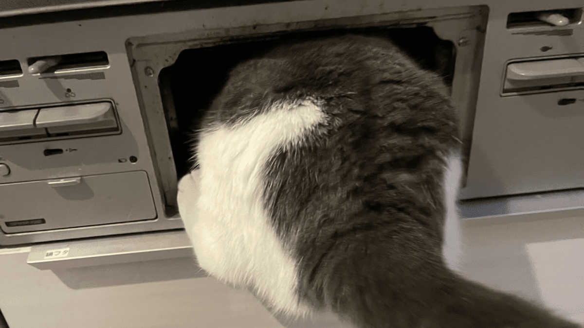 【爆笑】グリルに頭を突っ込んで中を覗き込む猫が話題にwww