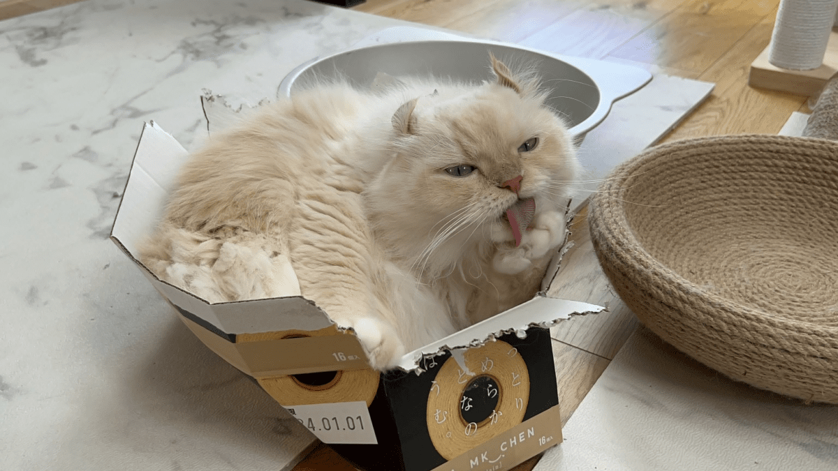 【爆笑】何故!? ボロボロの箱に棲みつく毛玉猫の姿が話題にwww
