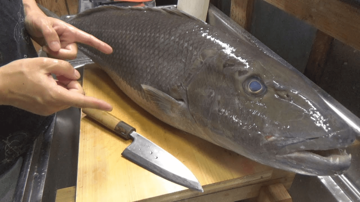 【驚愕】橋の下から化け物サイズのアイツが釣れた!! 一同驚愕…