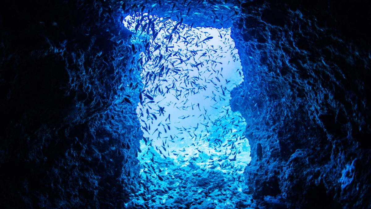 【大量】夜にぶっこみ釣りしてたらあの高級魚が!? 一同騒然…