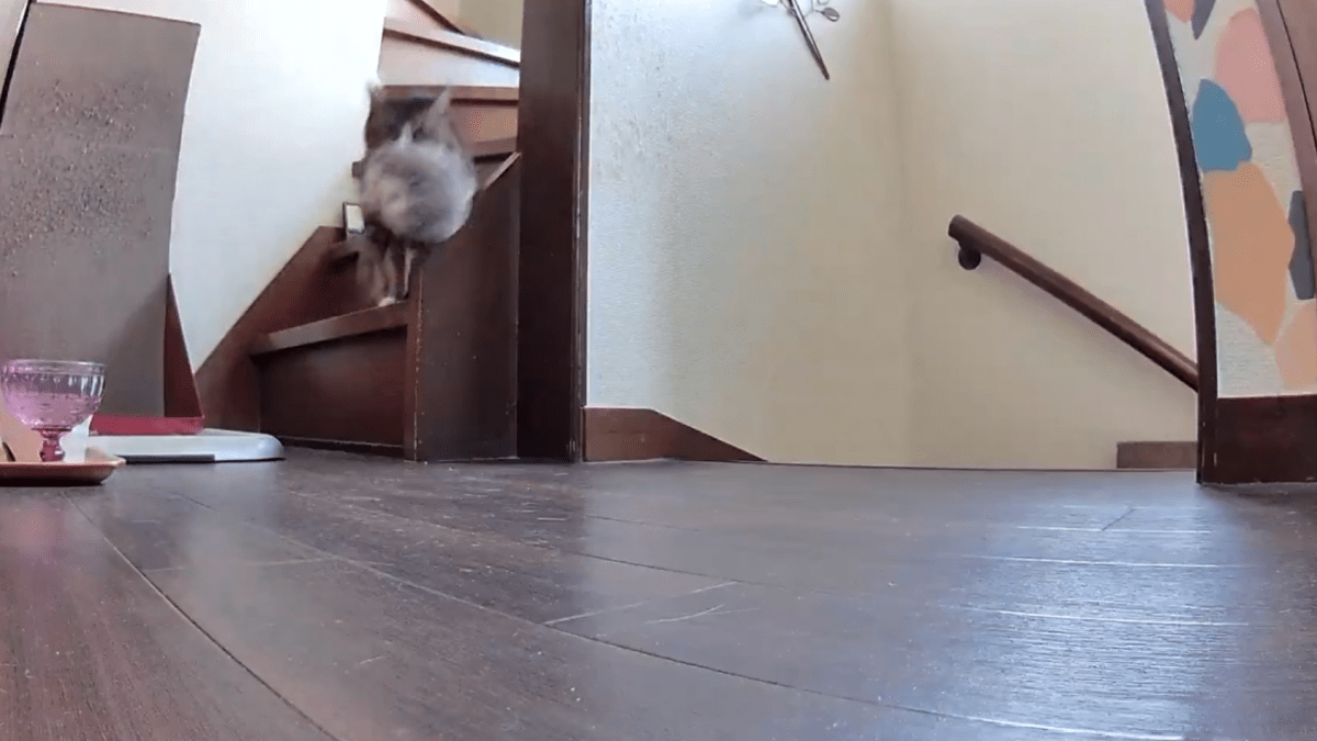 【衝撃】見守りカメラがとらえた猫の姿が・・・コチラwww