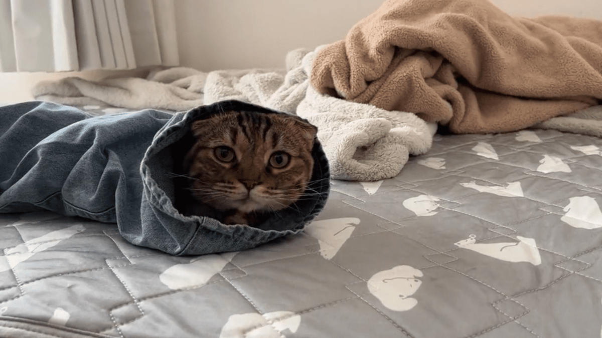 【萌え】着替えようとしたら邪魔してくる猫ちゃんの仕草が話題にwww