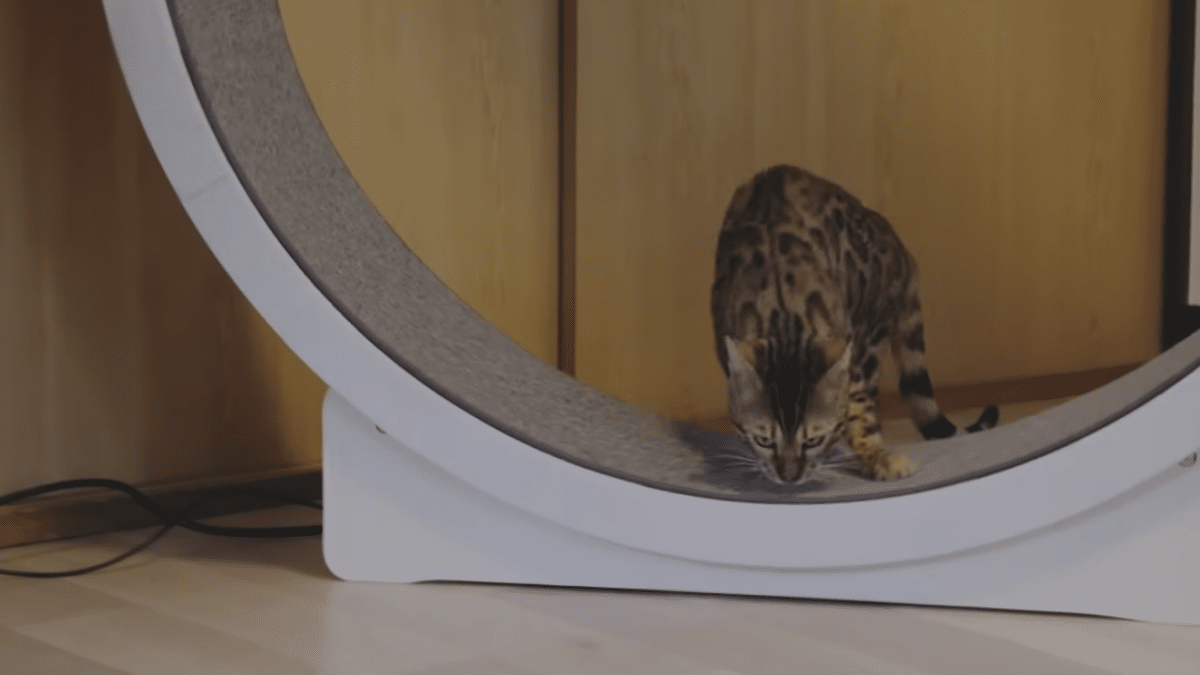 【話題】ネコは電気代の救世主になるか?! ヤマト運輸のYouTubeで猫コンテンツが話題に！
