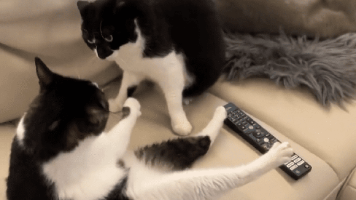 【爆笑】理不尽にキレられた猫の表情が可愛すぎると話題にwww