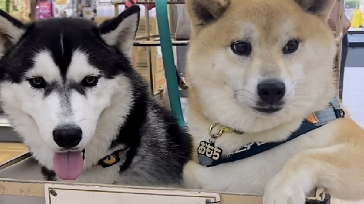 【可愛すぎ♡】柴犬とハスキーの違いとは!? もちごめ兄弟が面白すぎるw
