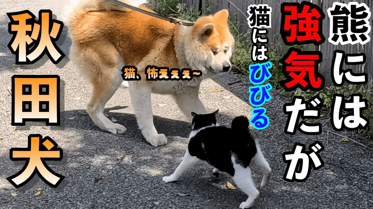 【爆笑】熊を撃退する秋田犬、猫には弱気な件www