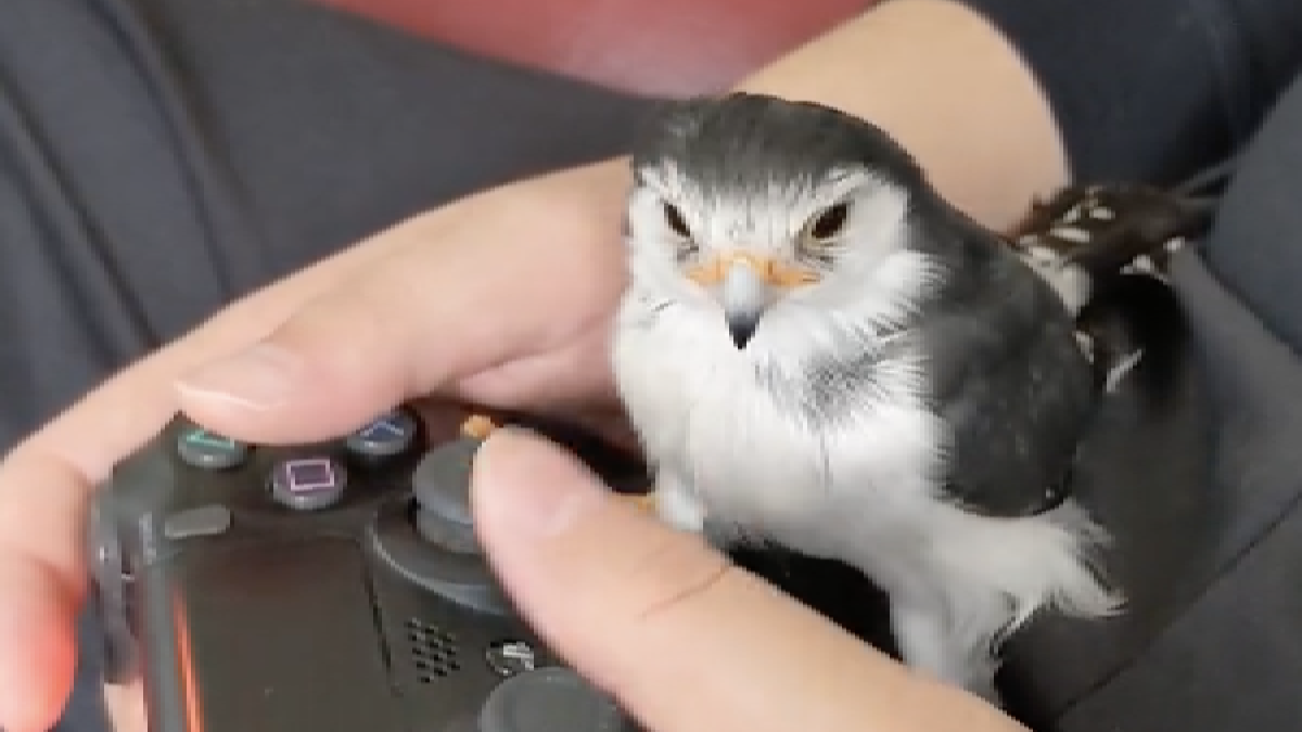 【まさか】ピグミーファルコンがゲーム?? 飼い主さんとの意外な姿が話題に‼️