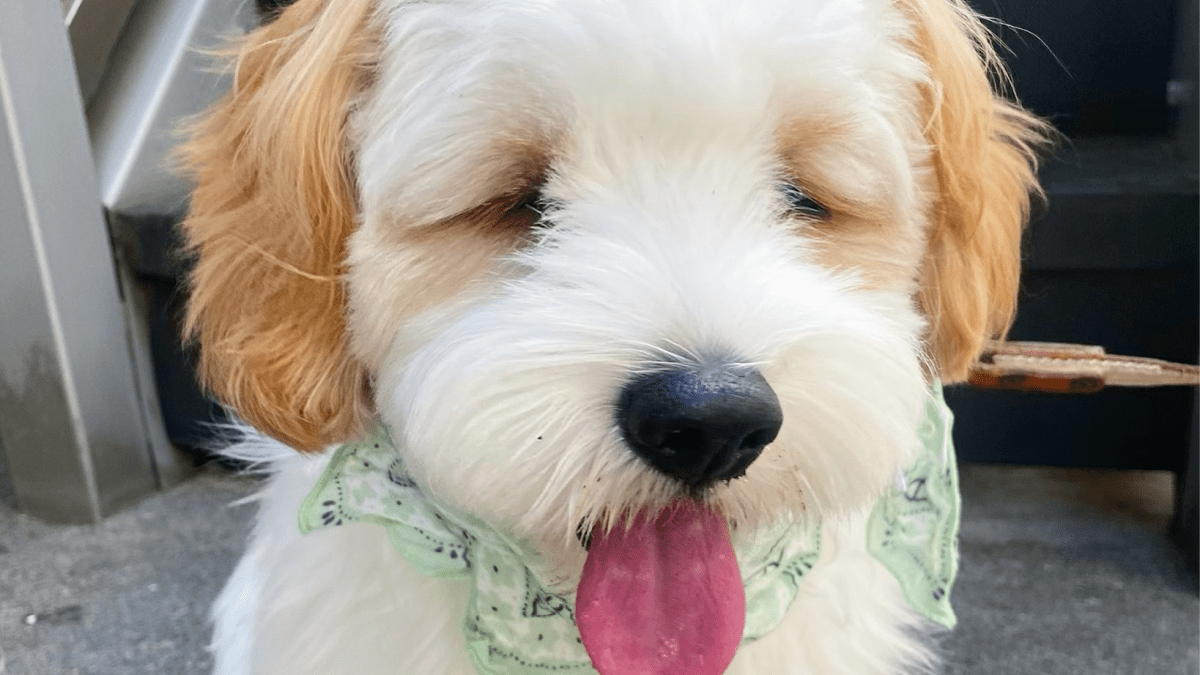 犬「暑い無理…」と言っているのが全力で伝わるワンコが話題にwww
