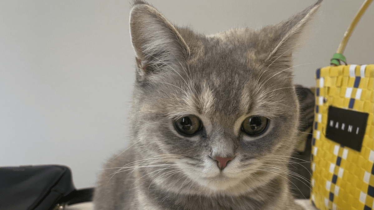 【話題】「お利口にしてたもん…」ふてくされる猫ちゃんが可愛すぎるw