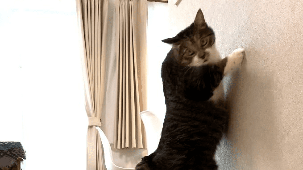 【笑撃】家族の絆を結んだ『先住猫』と『新入り子猫』が尊すぎて話題に！