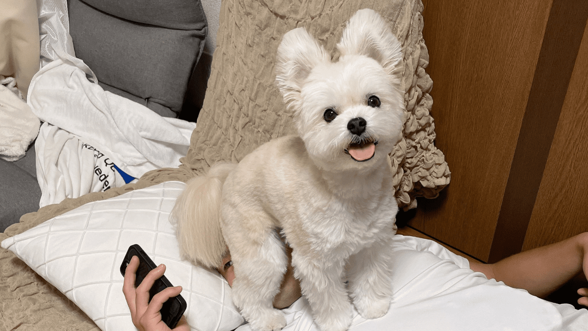 【爆笑】ご主人さまの頭の上に堂々と乗っている犬が話題にwww