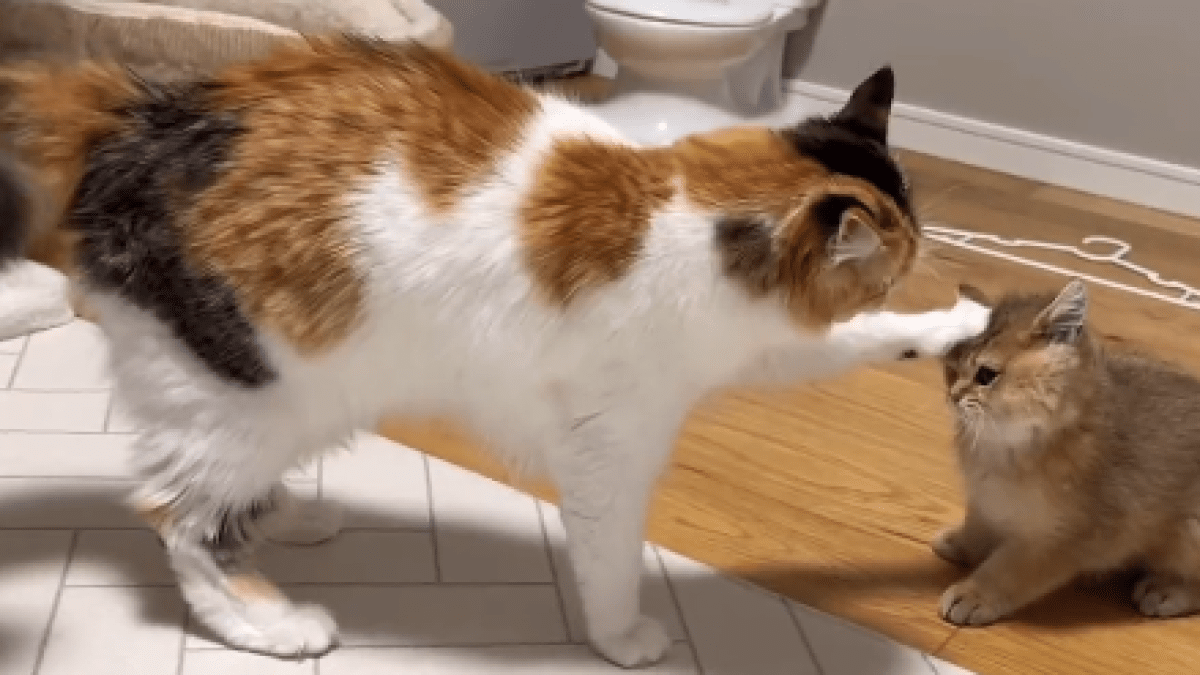 【癒し】しつこい弟猫をしっかり『しつけ』するお姉ちゃん猫が話題にwww