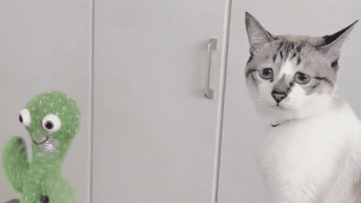 爆笑】猫がサボテンのおもちゃを見た反応が面白すぎるwww | AppBank