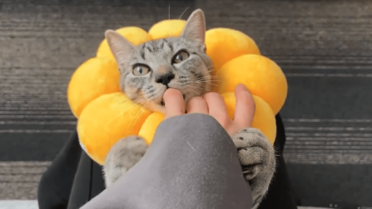 【激カワ】アレがないと生きていけない！？焦る猫の姿が話題にw