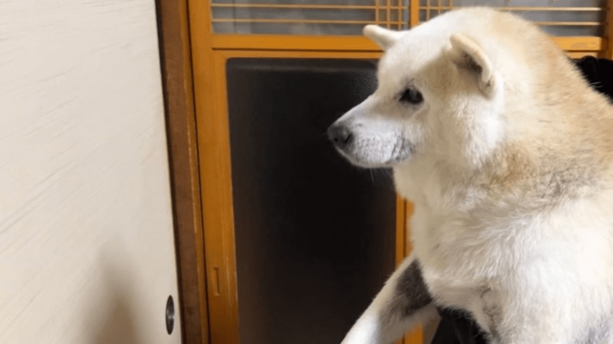 【特殊行動】他とは違う〝意外な行動〟をするワンちゃんが話題ですッ♡