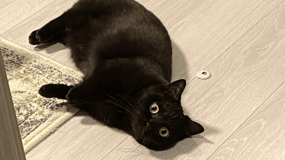 【激カワ】可愛すぎて悶絶!黒猫ハーブちゃんの〝あの行動〟が…!?
