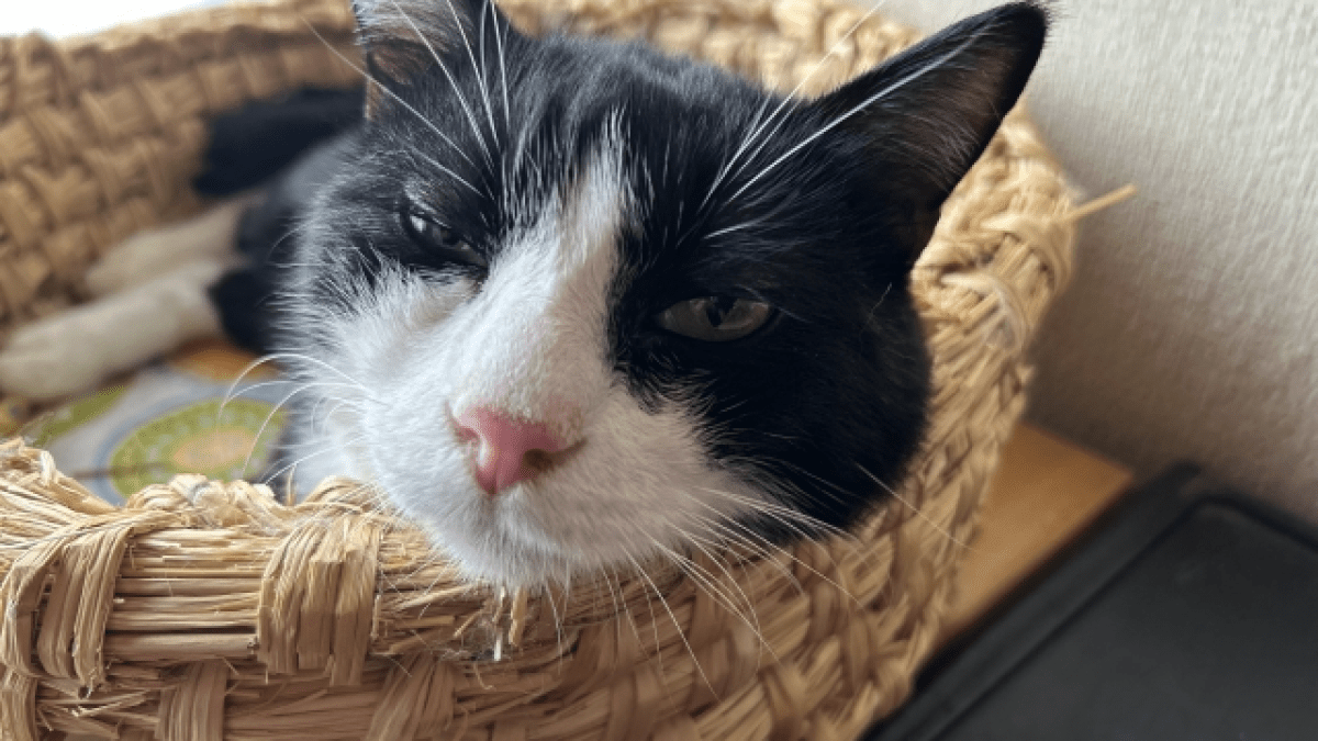 【爆笑】飼い主の膝の上で眠る母猫の場所を奪おうとする息子猫が面白すぎるwww