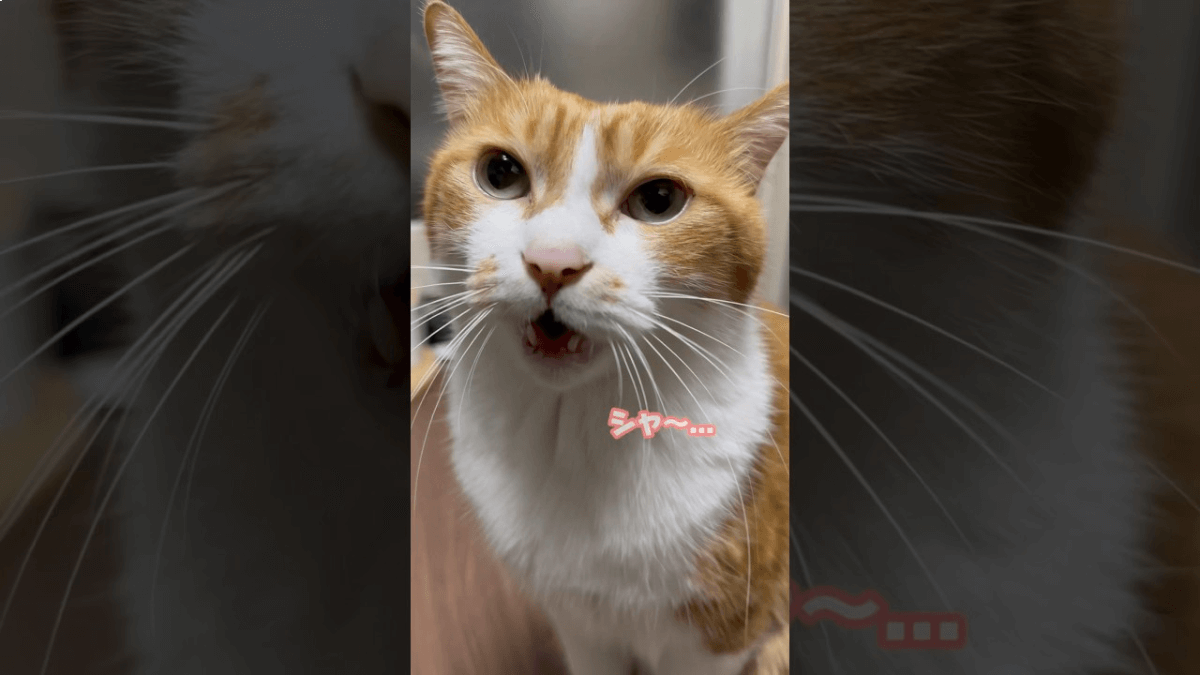 【芸達者】話題沸騰!!〝シャー〟を覚えた猫ちゃんが可愛すぎます♡