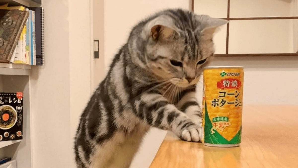 【胸キュン】あら優しい♡気遣いができる天才ネコちゃんが現れたッ!!
