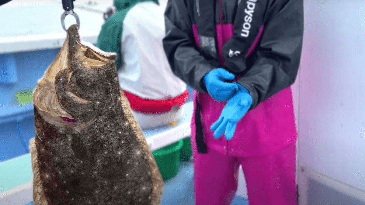 【激ヤバ】デカすぎだろ！超巨大ヒラメが釣れた瞬間がヤバすぎる…w