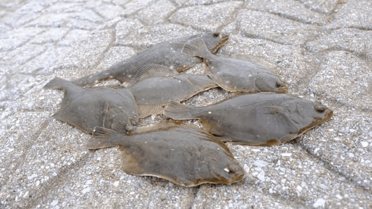 【驚愕】自作仕掛けを使ったら…カレイが6匹も釣れちゃった!?