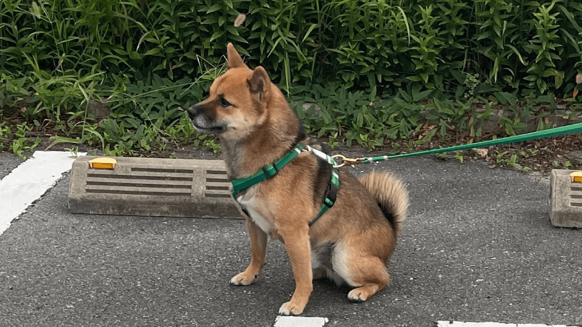 【クセ強】なぜソコに？可愛い豆柴さんの休憩スポットが…w