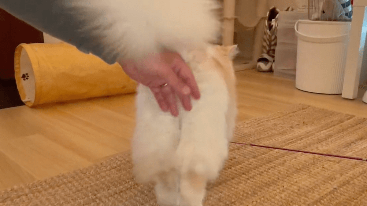 【ムチムチ】おしりナデナデ♡その時ネコちゃんの反応は…!?