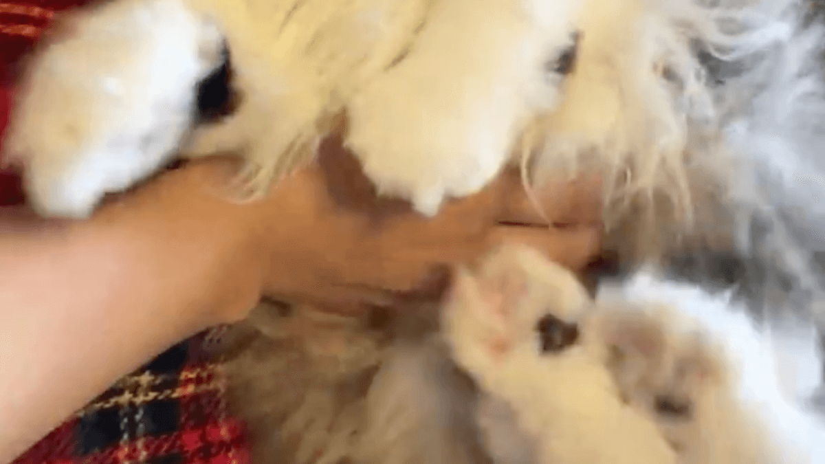 【衝撃の結果】猫ちゃんのお腹に触れたら〝信じられない行動〟が…!!