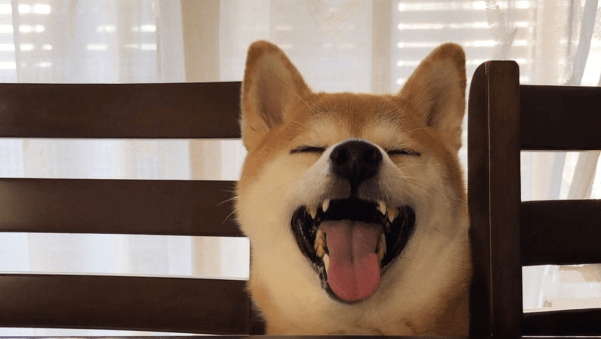 【あなたの番です】恐怖を察知して逃げ回る柴犬が可愛すぎるwww