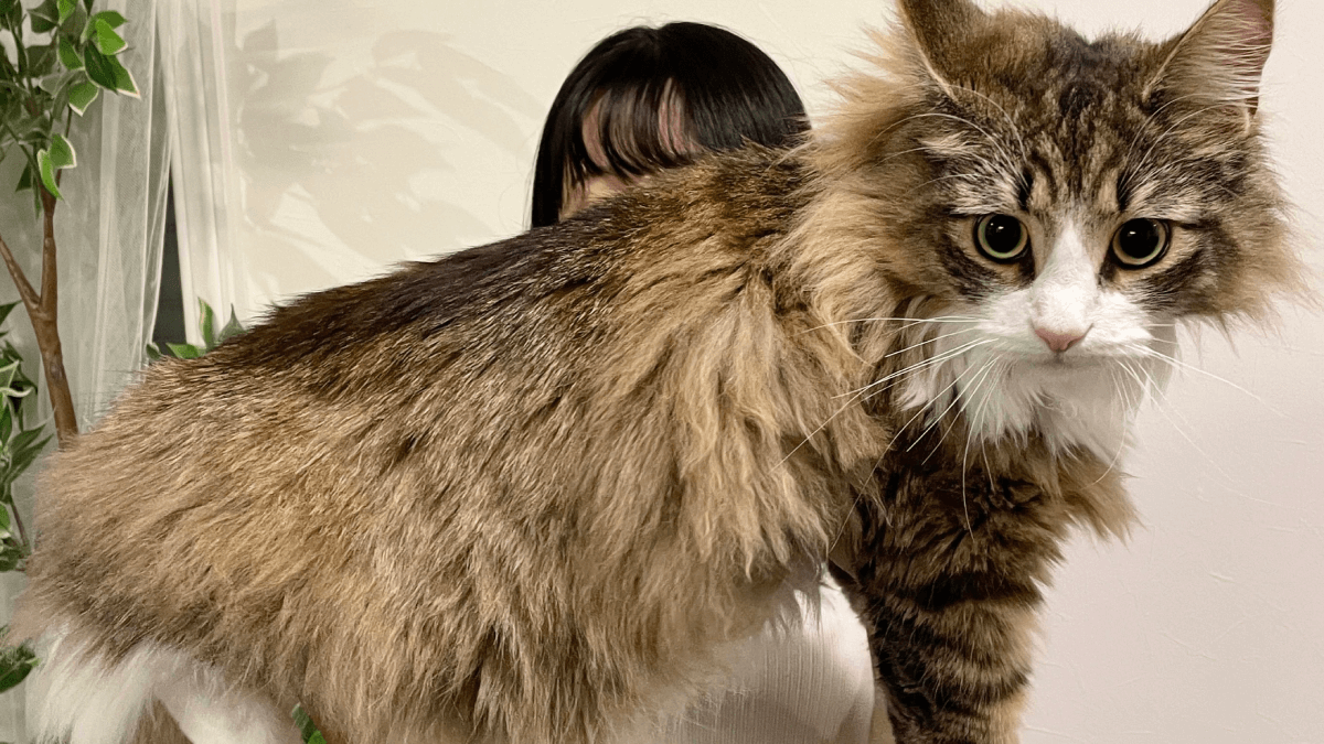 【706kg!?】デカすぎだろ!!〝超巨大な北欧猫〟がヤバすぎると話題に!!