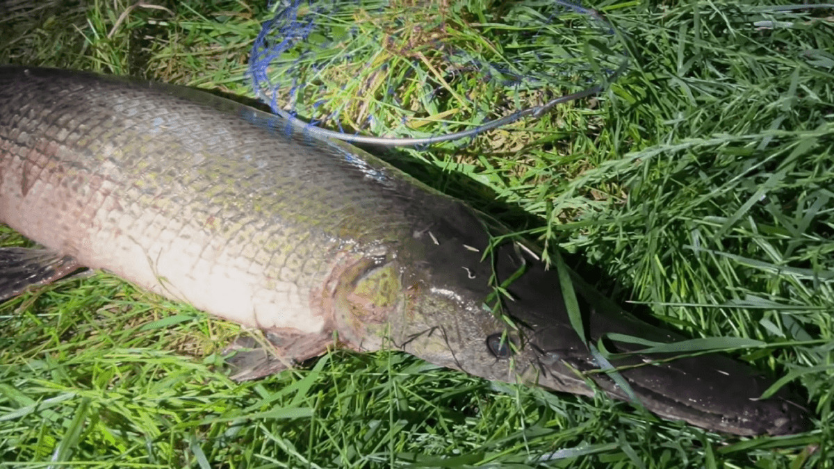 【衝撃】荒川で捕れた〝危険外来生物〟を食べたらヤバいことに!!