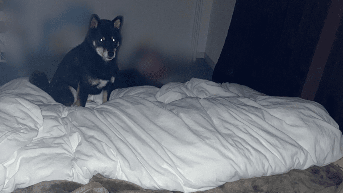 【何があった!?】 恨みでも晴らすかのように〝あるモノ〟を振り回す柴犬がヤバいw