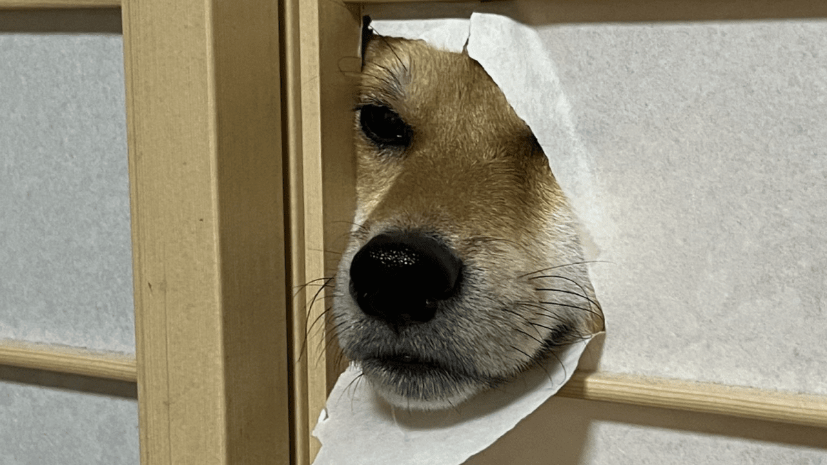 【話題】怒りたいけどw〝障子からヒョッコリ〟した柴犬が可愛すぎるッ!!