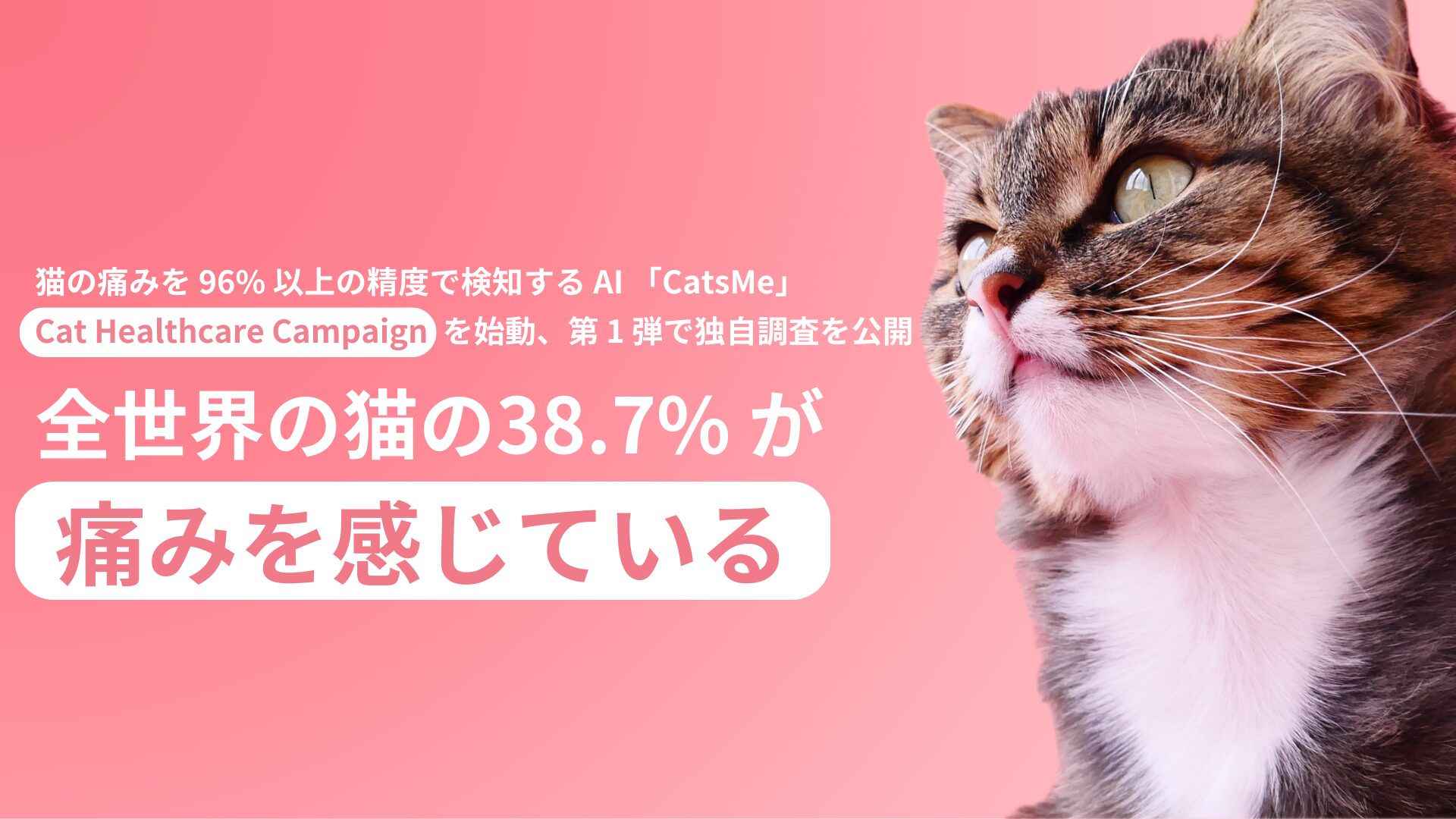 AI猫痛み検知アプリ『CatsMe』が独自調査を公開！　飼い猫の38.7%が痛み抱える実態が判明