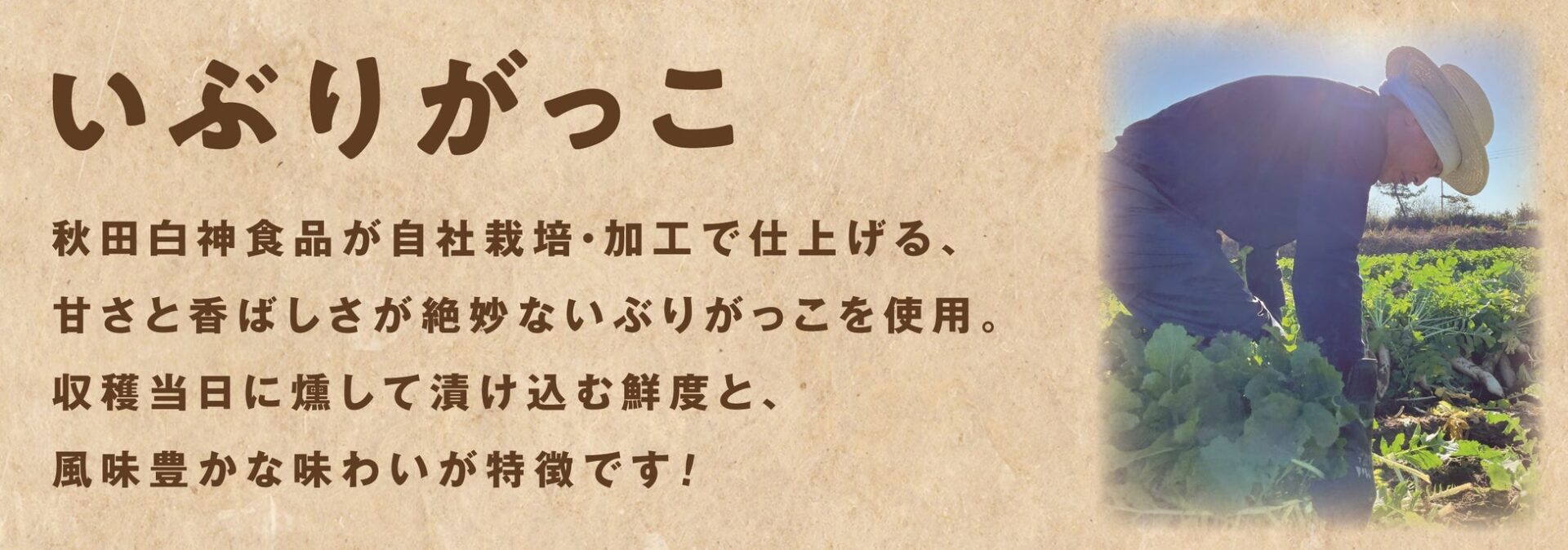記事画像2: いぶりがっこの甘さと香ばしさが特徴、秋田白神食品の紹介