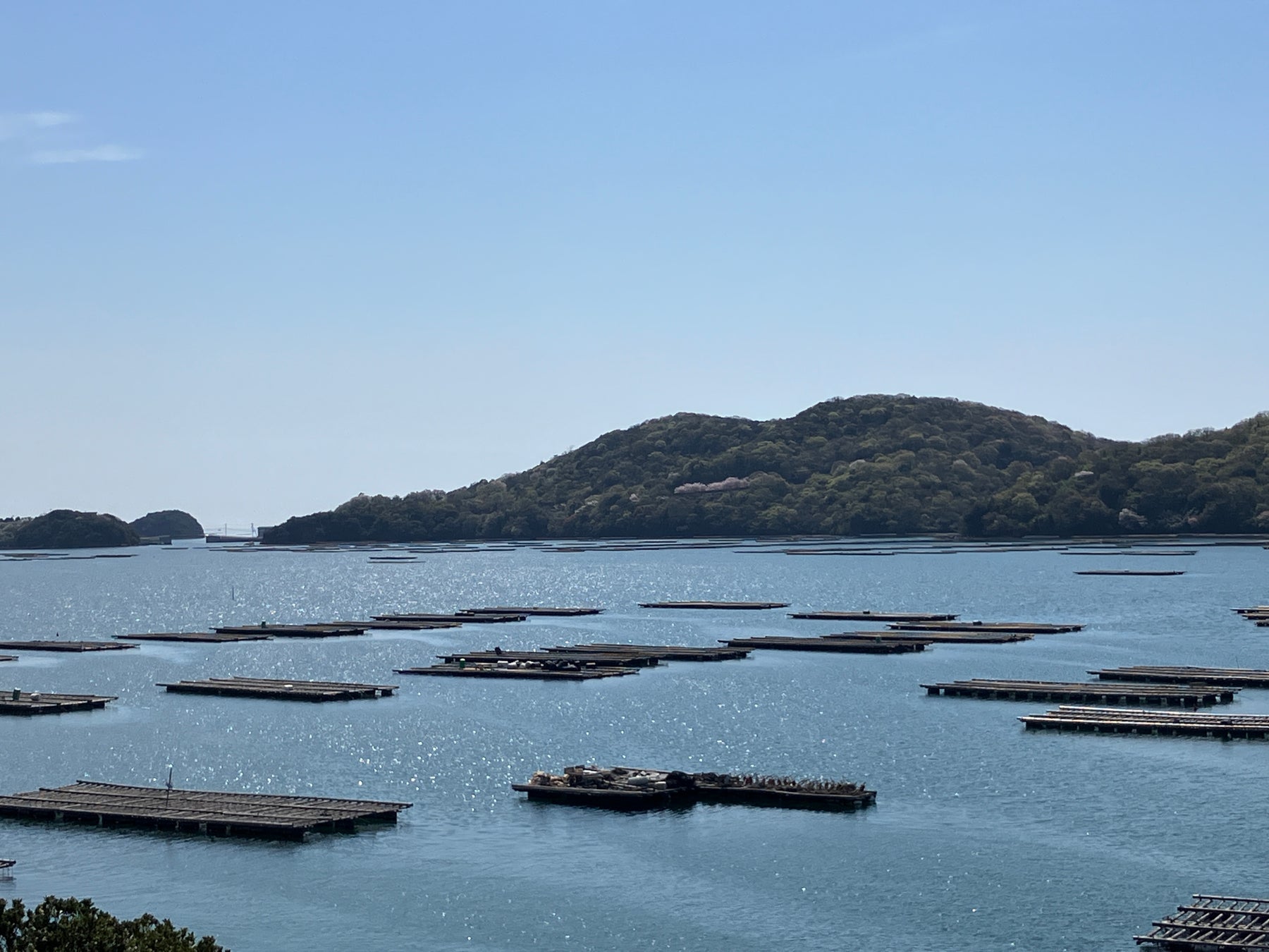 記事画像13: 海上に広がる牡蠣養殖の筏と緑豊かな山並み、青い空