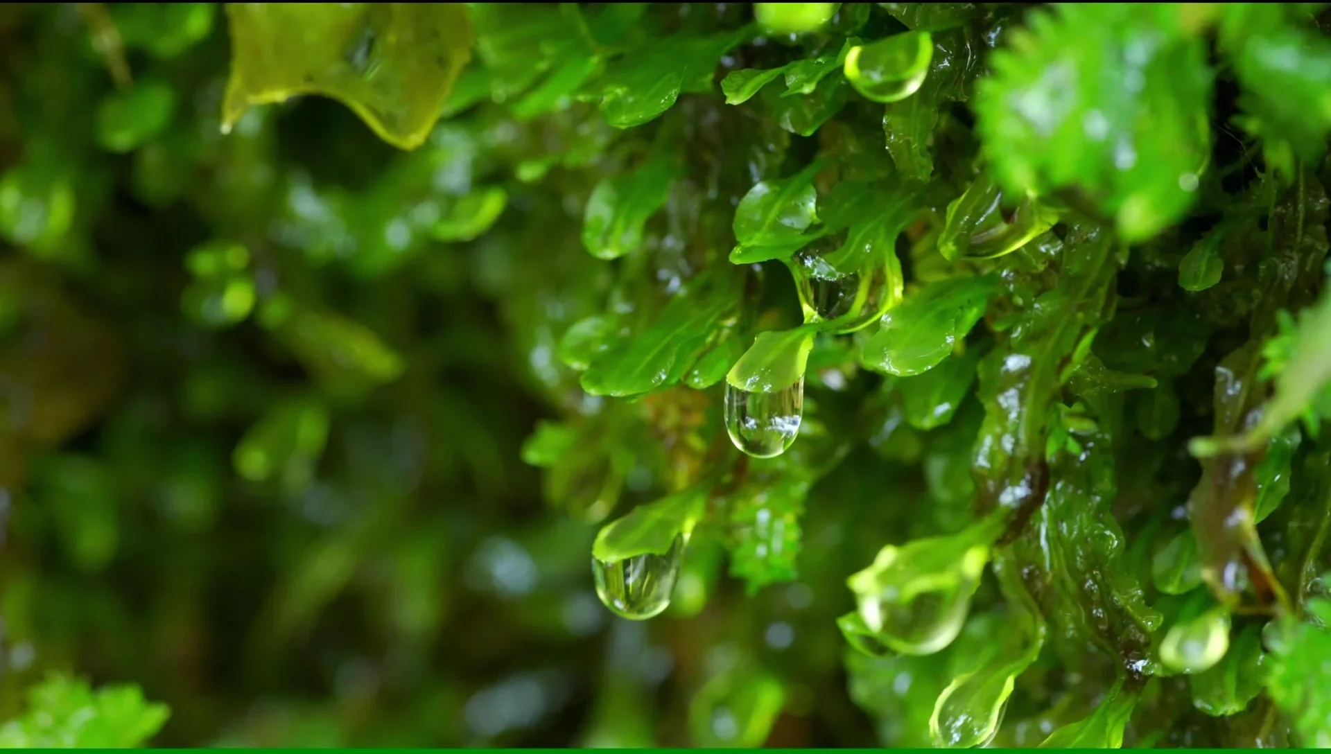 屋久島国立公園で録音された雨音をイメージさせる苔と水滴のクローズアップ